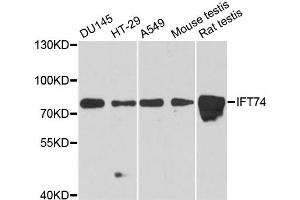 Western blot analysis of extracts of various cell lines, using IFT74 antibody. (IFT74 antibody)