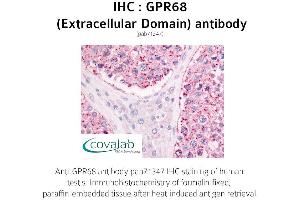 Image no. 1 for anti-G Protein-Coupled Receptor 68 (GPR68) (1st Extracellular Domain) antibody (ABIN1735151) (GPR68 antibody  (1st Extracellular Domain))