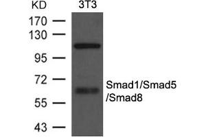 Western blot analysis of extracts from 3T3 cells using Smad1/Smad5/Smad8 Antibody. (SMAD1 antibody  (AA 461-465))