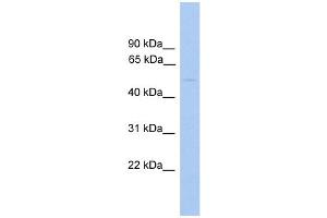 WB Suggested Anti-GLYCTK Antibody Titration:  0. (GLYCTK antibody  (Middle Region))