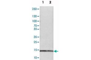 Western blot analysis of cell lysates with SNRPD3 polyclonal antibody  at 1:250-1:500 dilution.