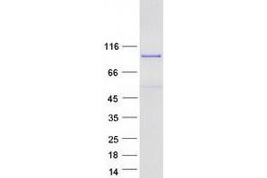 MED25 Protein (Myc-DYKDDDDK Tag)