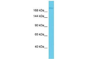 Host: Rabbit Target Name: KIAA0556 Sample Type: NCI-H226 Whole Cell lysates Antibody Dilution: 1. (KIAA0556 antibody  (N-Term))