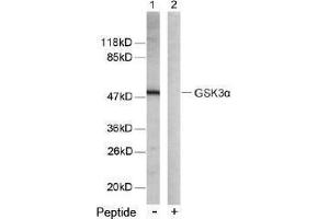 Image no. 2 for anti-Glycogen Synthase Kinase 3 alpha (GSK3a) (Ser21) antibody (ABIN197104) (GSK3 alpha antibody  (Ser21))