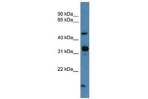 NPFFR2 antibody used at 0. (NPFFR2 antibody  (C-Term))