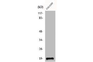 Western Blot analysis of COLO205 cells using CBP20 Polyclonal Antibody (NCBP2 antibody  (N-Term))