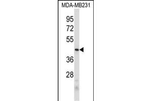 PRB2 Antibody (C-term) (ABIN6244055 and ABIN6578967) western blot analysis in MDA-M cell line lysates (35 μg/lane).