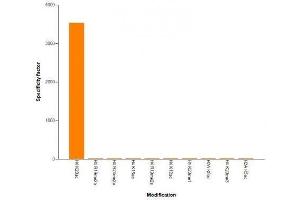 Histone H4K20ac antibody (mAb) specificity tested by peptide array analysis. (Histone H4 antibody  (acLys20))