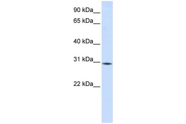 RBM7 antibody  (Middle Region)
