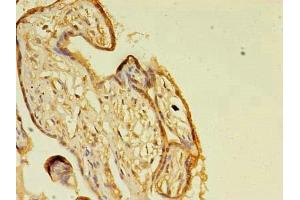 Immunohistochemistry of paraffin-embedded human placenta tissue using ABIN7154517 at dilution of 1:100 (Growth Hormone 2 antibody  (AA 27-217))