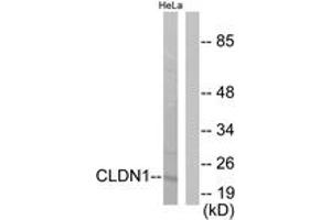 Western blot analysis of extracts from HeLa cells, using Claudin 1 Antibody.