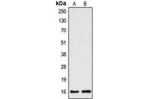 Western blot analysis of Cytochrome b5A expression in HepG2 (A), HeLa (B) whole cell lysates. (CYB5A antibody  (Center))