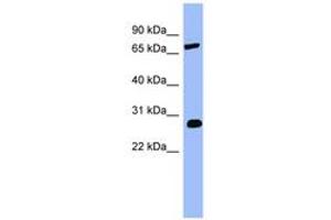 Image no. 1 for anti-Catechol-O-Methyltransferase (COMT) (AA 143-192) antibody (ABIN6741819) (COMT antibody  (AA 143-192))