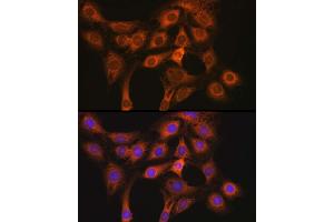 Immunofluorescence (IF) image for anti-Adenylate Cyclase Activating Polypeptide 1 (Pituitary) Receptor Type I (ADCYAP1R1) antibody (ABIN3023490)