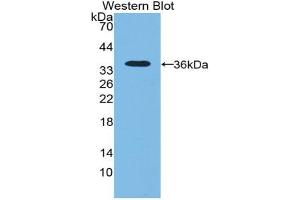 Western blot analysis of recombinant Human NT5C3. (NT5C3 antibody  (AA 52-336))