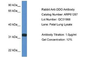 Western Blotting (WB) image for anti-D-Aspartate Oxidase (DDO) (C-Term) antibody (ABIN786385) (DDO antibody  (C-Term))