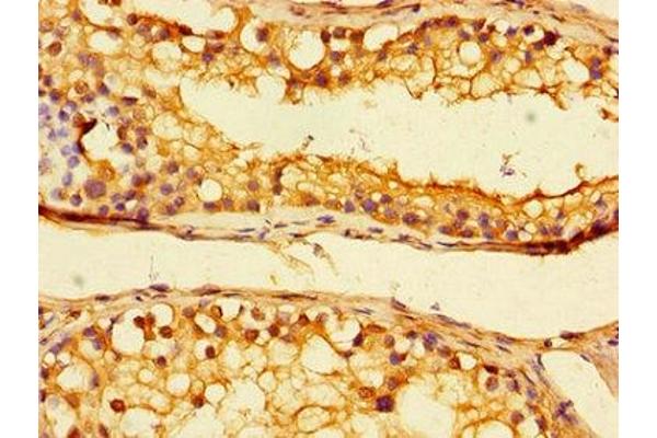 UBA6 antibody  (AA 1-44)