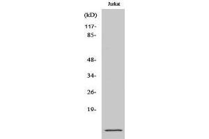 Western Blotting (WB) image for anti-S100 Calcium Binding Protein A10 (S100A10) (Internal Region) antibody (ABIN3186861) (S100A10 antibody  (Internal Region))