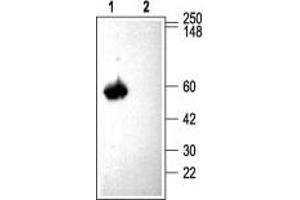 Western blot analysis of rat brain membranes: - 1. (CACNB3 antibody  (C-Term, Intracellular))