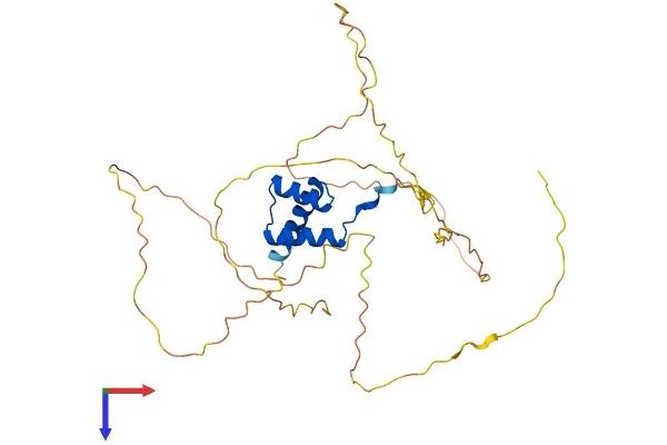 DLX2 Protein (AA 1-328) (His tag)