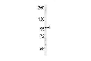 IPO9 Antibody (N-term) (ABIN651754 and ABIN2840388) western blot analysis in mouse Neuro-2a cell line lysates (15 μg/lane).