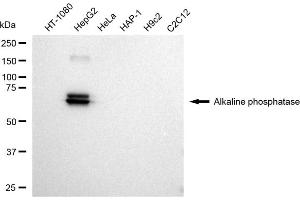 Western blotting analysis using Alkaline phosphatase antibody (ABIN7797576). (Recombinant Alkaline Phosphatase antibody)