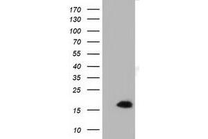 Western Blotting (WB) image for anti-Interleukin 1 Family, Member 6 (IL1F6) antibody (ABIN1498876) (IL36A/IL1F6 antibody)