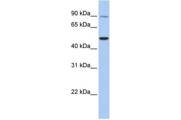 TRPV5 anticorps  (N-Term)