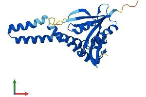 AlphaFold protein structure predicition of Mouse Recombinant Cml5 Protein, UniprotID Q9QXS8 (Camello-Like 5 Protein (CML5) (AA 1-227) (His tag))