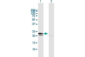 Western Blot analysis of RPL29 expression in transfected 293T cell line by RPL29 MaxPab polyclonal antibody. (RPL29 antibody  (AA 1-159))