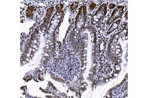 IHC analysis of VCP using anti-VCP antibody (ABIN7599605). (VCP antibody  (AA 10-512))