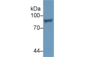 Western Blot; Sample: Human Jurkat cell lysate; Primary Ab: 2µg/ml Rabbit Anti-Human STAT4 Antibody Second Ab: 0.