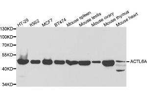Western blot analysis of extracts of various cell lines, using ACTL6A antibody (ABIN5973120) at 1/1000 dilution. (BAF53A antibody)