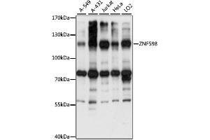 Western blot analysis of extracts of various cell lines, using ZNF598 antibody (ABIN7271509) at 1:1000 dilution. (ZNF598 antibody  (AA 120-420))