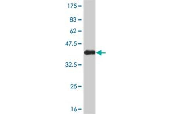 NEK9 antibody  (AA 226-326)