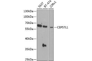 Western blot analysis of extracts of various cell lines, using CEP57L1 antibody  at 1:1000 dilution. (CEP57L1 antibody  (AA 1-167))