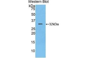 Western Blotting (WB) image for anti-Meprin A, alpha (PABA Peptide Hydrolase) (MEP1A) (AA 219-463) antibody (ABIN1859801)
