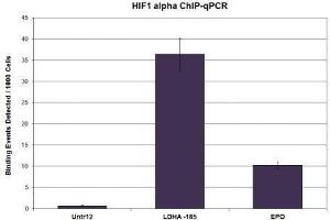Chromatin Immunoprecipitation (ChIP) image for anti-Hypoxia Inducible Factor 1, alpha Subunit (Basic Helix-Loop-Helix Transcription Factor) (HIF1A) (N-Term) antibody (ABIN2668236)