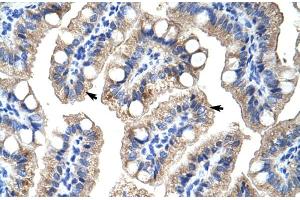 Human Intestine (ZNF785 antibody  (C-Term))