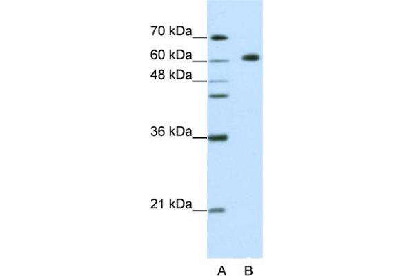 GMEB2 antibody  (C-Term)