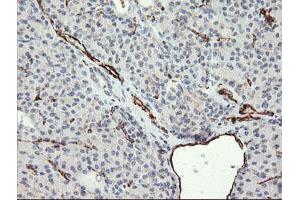 Image no. 1 for anti-Platelet/endothelial Cell Adhesion Molecule (PECAM1) antibody (ABIN1497244) (CD31 antibody)