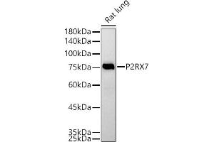 Western blot analysis of extracts of Rat lung, using P2RX7 antibody (ABIN6132452, ABIN6145122, ABIN6145123 and ABIN6214794) at 1:500 dilution. (P2RX7 antibody  (AA 47-334))