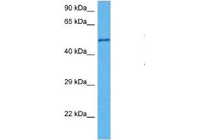 Western Blotting (WB) image for anti-Actin-Related Protein 2 (ACTR2) (Middle Region) antibody (ABIN2782435)