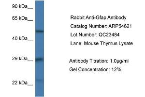 Western Blotting (WB) image for anti-Glial Fibrillary Acidic Protein (GFAP) (N-Term) antibody (ABIN2785804) (GFAP antibody  (N-Term))