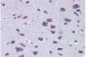 Mouse Brain: Formalin-Fixed, Paraffin-Embedded (FFPE) (DMBX1 antibody  (AA 176-225))