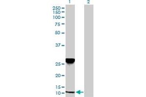 Western Blot analysis of NDUFA5 expression in transfected 293T cell line by NDUFA5 MaxPab polyclonal antibody.