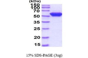SDS-PAGE (SDS) image for FK506 Binding Protein 4, 59kDa (FKBP4) (AA 1-459) protein (His tag) (ABIN666763)
