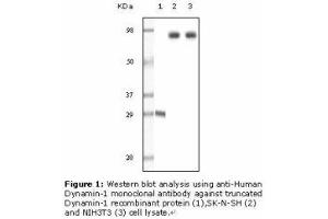 Image no. 2 for anti-Dynamin 1 (DNM1) antibody (ABIN232098) (Dynamin 1 antibody)