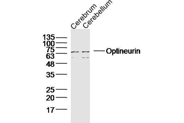 OPTN antibody  (AA 341-440)