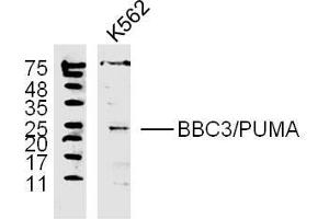 K562 lysates probed with PUMA Polyclonal Antibody, unconjugated  at 1:300 overnight at 4°C followed by a conjugated secondary antibody at 1:10000 for 60 minutes at 37°C. (PUMA antibody  (AA 131-180))